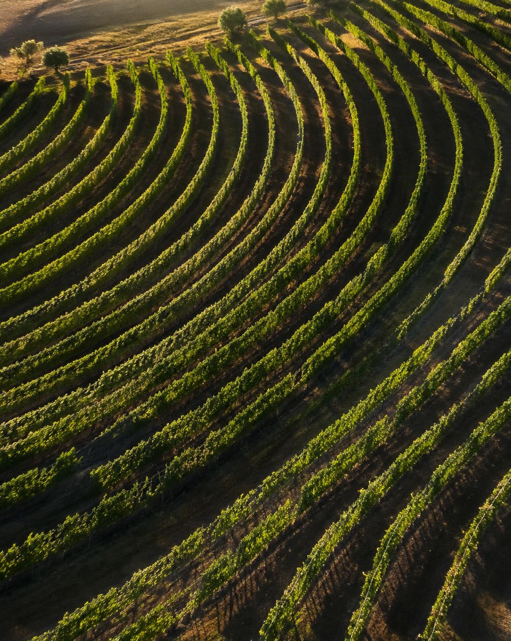 Curving vineyard rows seen from above in late afternoon light